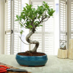 Amazing Bonsai Ficus S Shaped Plant