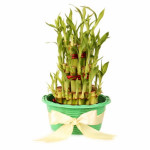 3 Layer Lucky Bamboo Plant in Green Fibre Woven Basket