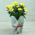 Yellow Chrysanthemum Plant